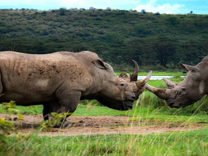 4 Nights of Adventure 5 Days of Memories In Kenya