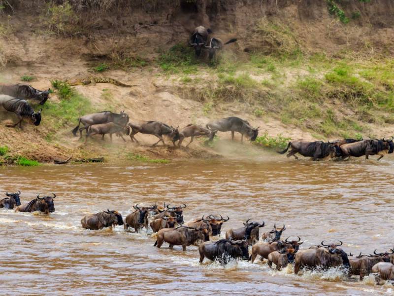 4 Nights 5 Days Maasai Mara Migration Special Offer
