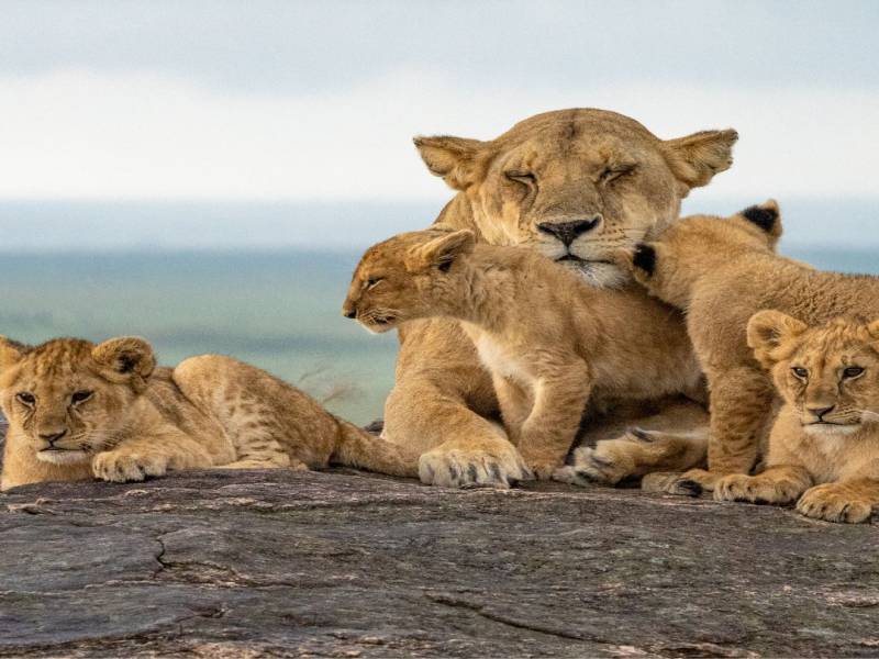 4 Nights 5 Days Maasai Mara Migration Special Offer