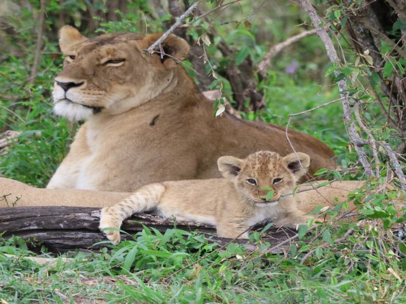 6 Nights 7 Days Kenya Epic Migration Safari Offers