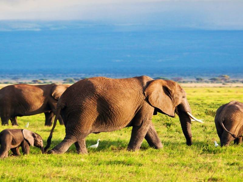 7 Nights 8 Days Magical Kenya Explorer