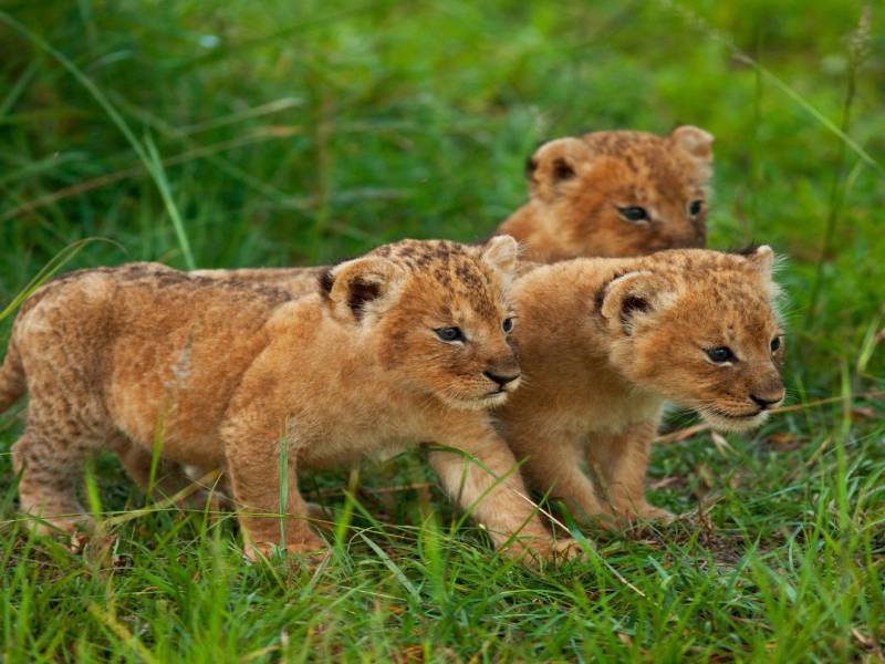 7 Nights 8 Days Magical Kenya Explorer