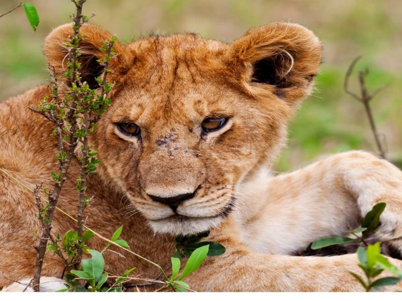 8 Nights 9 Days Kenya Safari & Beach Escape