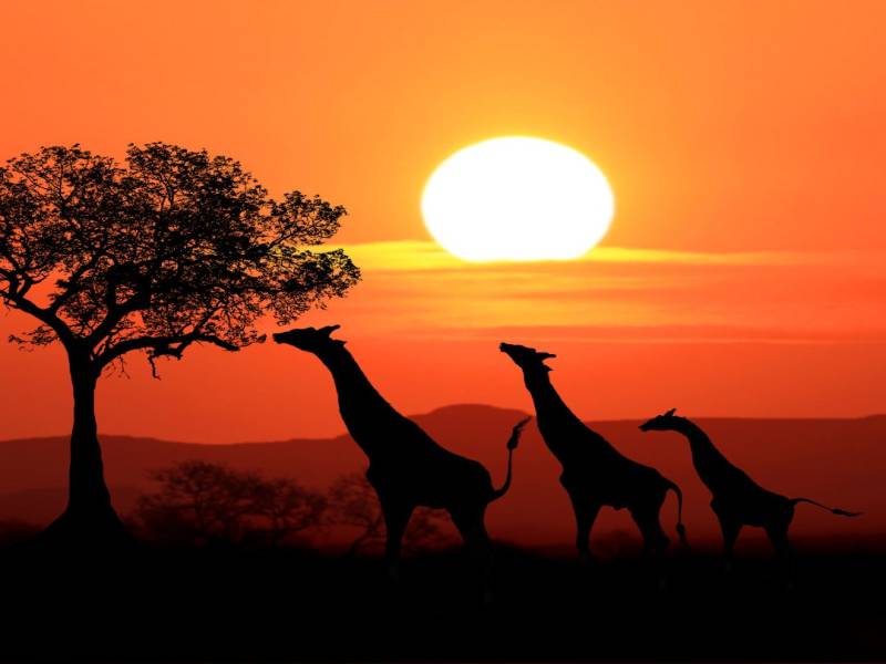 8 Nights 9 Days Kenya Safari & Beach Escape