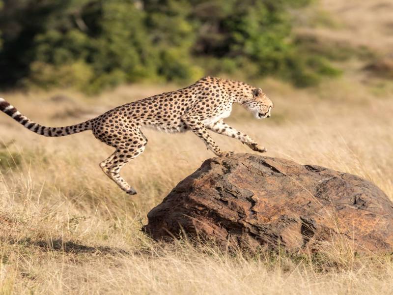 8 Nights 9 Days Kenya Safari & Beach Escape