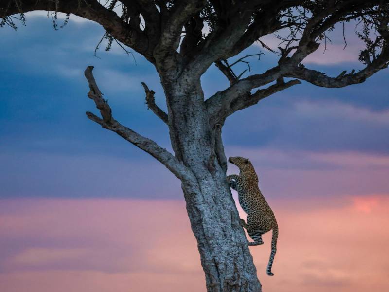 9 Nights 10 Days Kenya Highlights Image