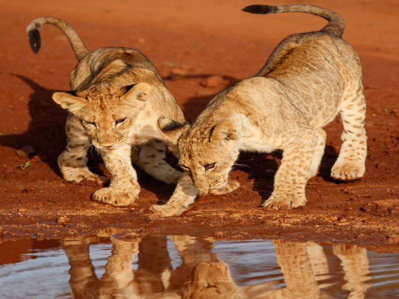 10 Nights 11 Days Safari & Beach Bliss