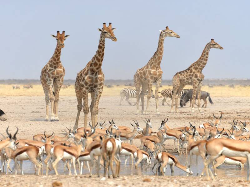 10 Nights 11 Days Safari & Beach Bliss