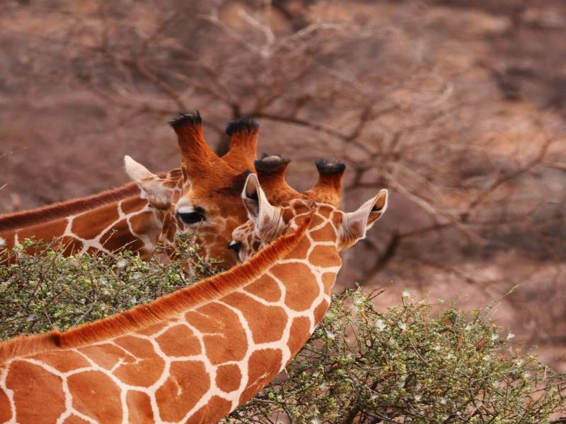 10 Nights 11 Days Safari & Beach Bliss