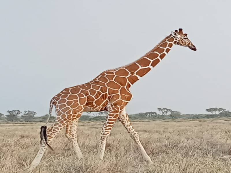 Budget Mara Package Full Board 2Pax Image
