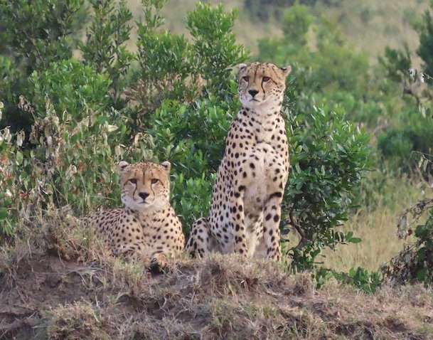 6 Days Kenya Luxury Safari To Samburu - Nakuru - Masai Mara Safari Tour