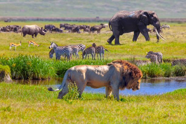 12 Day Kenya And Tanzania Private Camping Safari Tour