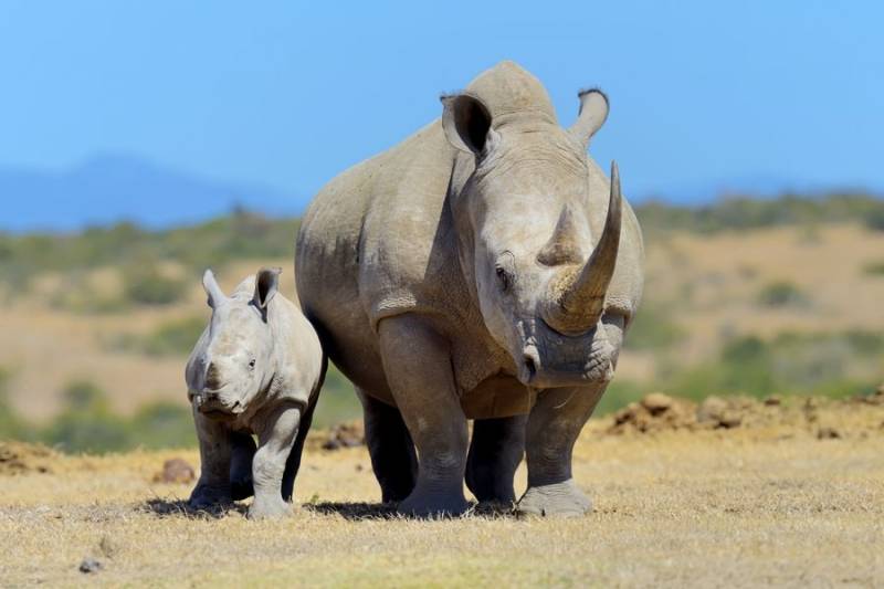 08 Days Kenya Lodge Safari Tour Image