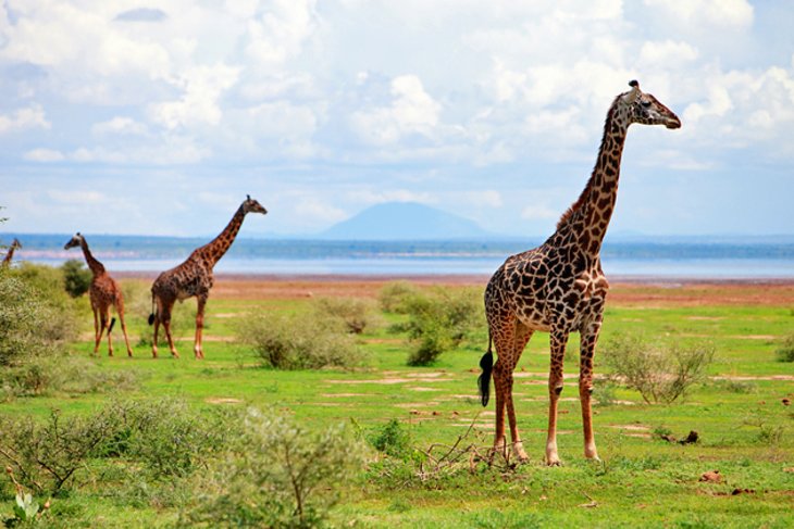 08 Days Kenya Migration Lodge Safari Tour