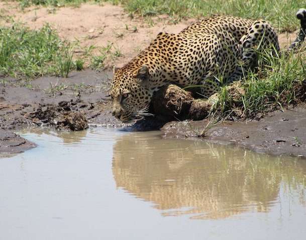 04 Days Kenya Lodge Safari To Masai Mara Reserve Tour