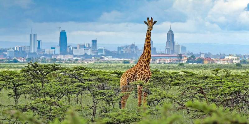 Day Tour To Nairobi National Park - Elephant Orphanage An Giraffe Centre