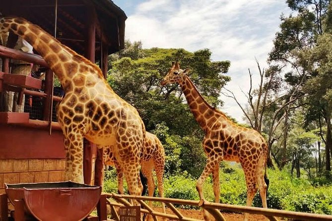 Day Tour To David Sheldrick Elephant Orphanage Trust And Giraffe Center Image