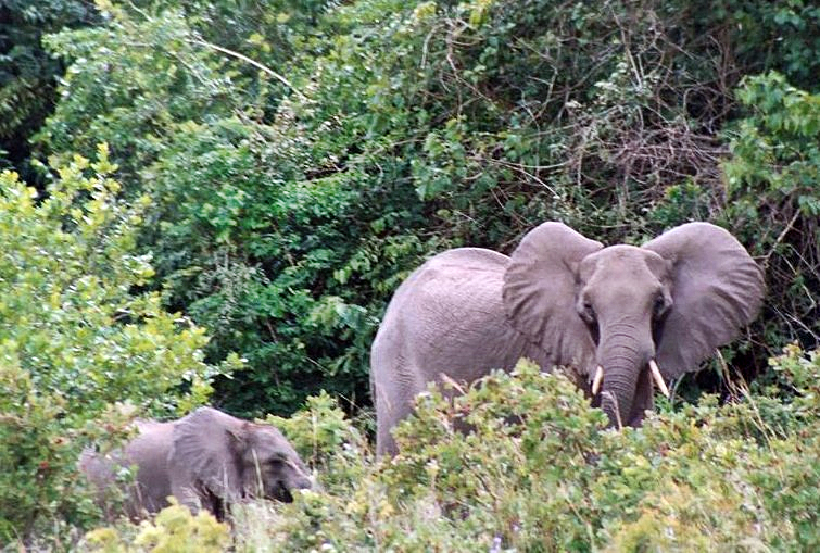 Day Tour To Shimba Hills National Reserve From Mombasa Image