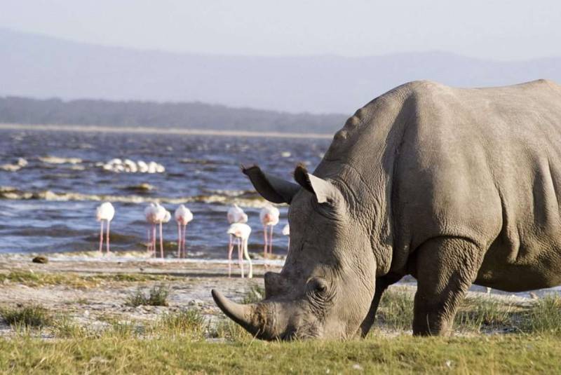 Private Day Tour To Lake Nakuru Park With Optional Boat Ride On Lake Naivasha Image