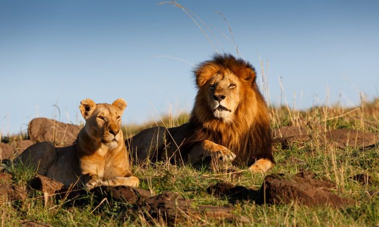 5D 4N Group Safari To Masai Mara-Lake Nakuru And Lake Naivasha-Hells Gate Tour Image