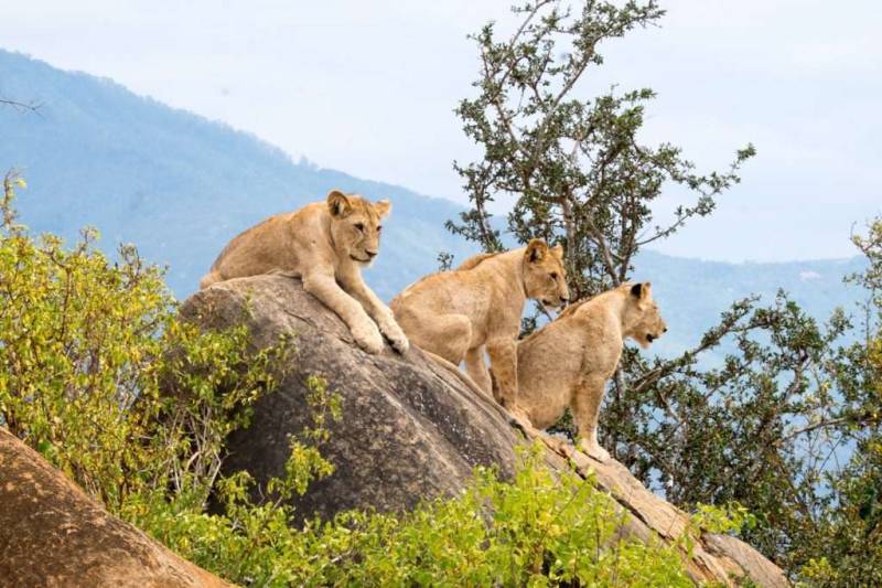 3 Days 2 Nights Safari To Tsavo East National Park From Nairobi Image