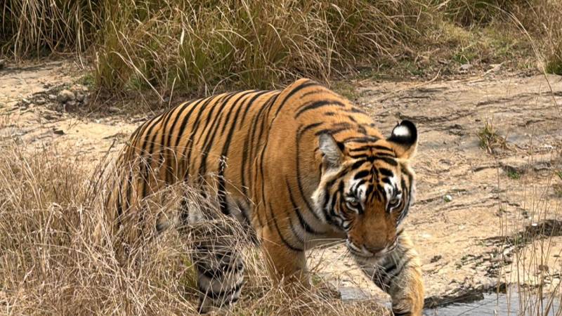 Ranthambore Tiger Safari Booking – Jeep & Canter Ride