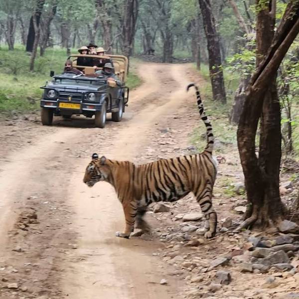 Ranthambore Tiger Safari Booking – Jeep & Canter Ride