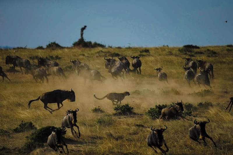 3 Nights 4 Days Lake Nakuru to Masai Mara Safari Package