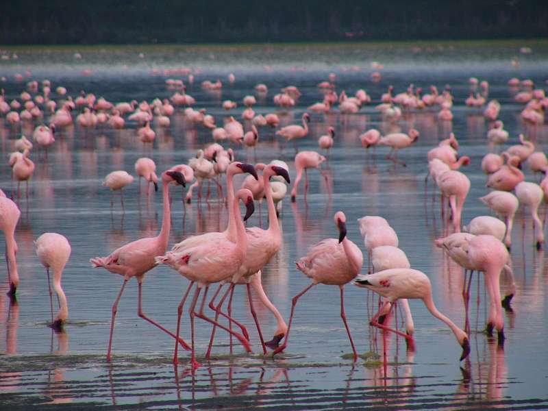 3 Nights 4 Days Lake Nakuru to Masai Mara Safari Package