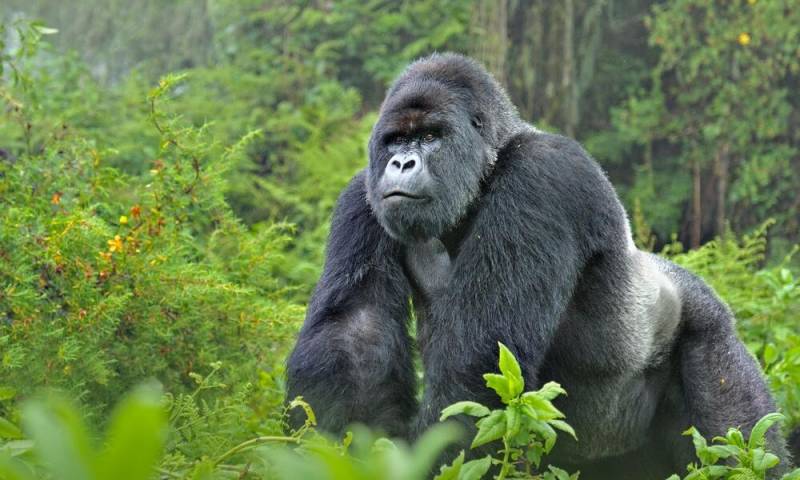 7 Days Gorilla Trekking - Masai Mara Safari Tour Image