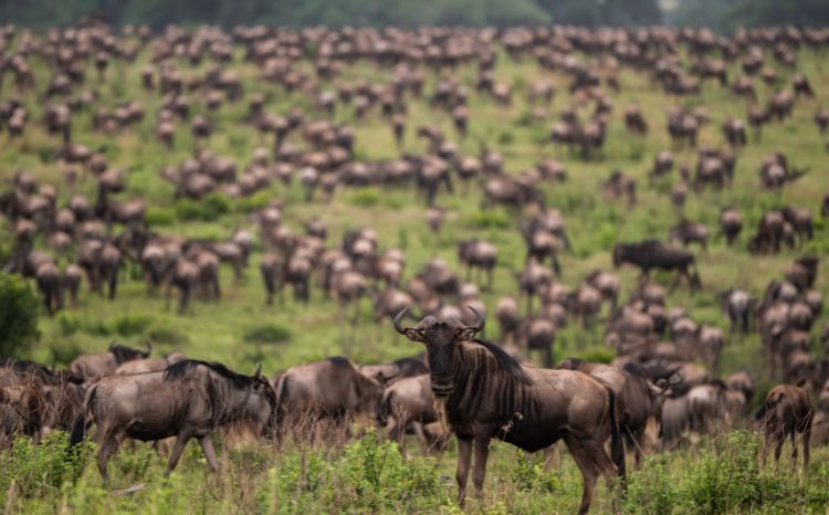 3 Days, 2 Nights Maasai Mara Safari