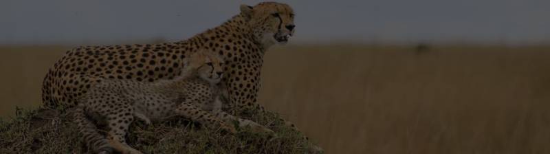 3 Days, 2 Nights Maasai Mara Safari