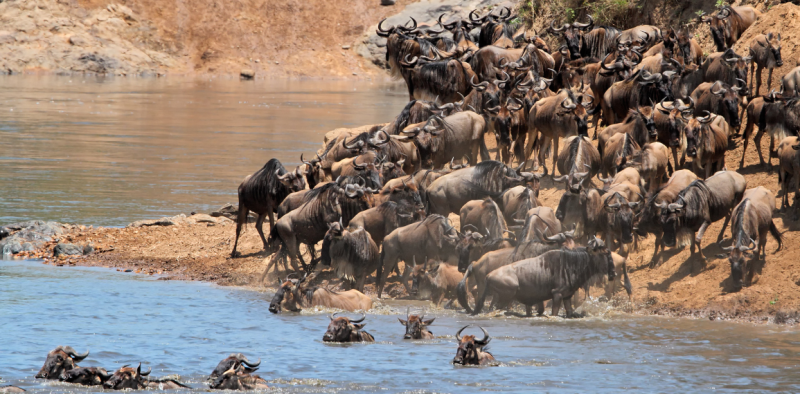 3 Days, 2 Nights Maasai Mara Safari