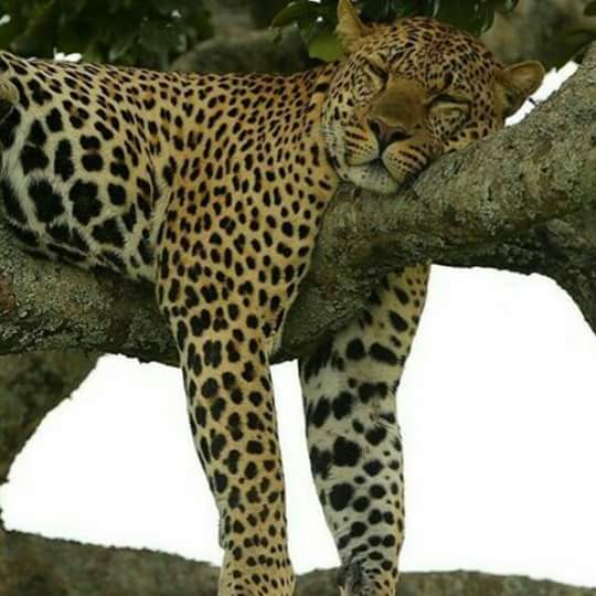 🍼 6-Day Luxury Calving Season Safari – Tanzania Image