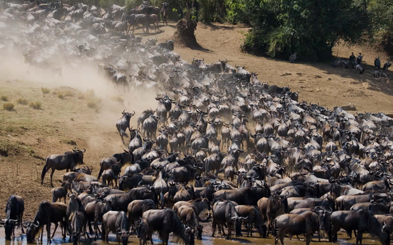 7-Day Great Migration Luxury Safari - Tanzania Image