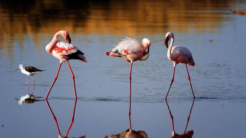 🐦 3-Day Birdwatching Safari in Tarangire National Park Image