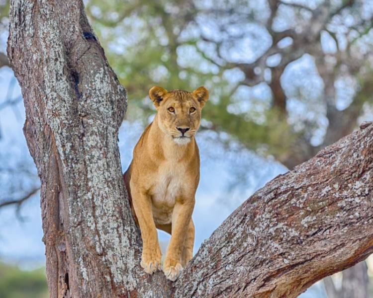 6-Day Luxury Tanzania Safari Image