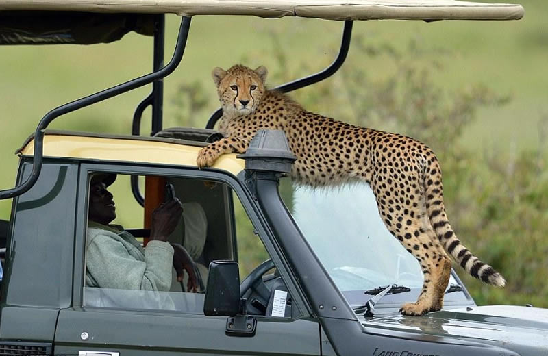 5-day luxury safari itinerary covering Tanzania and Kenya: Image