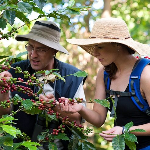 ☕🦁 6-Day Luxury Safari + Coffee Tour – Northern Tanzania Image