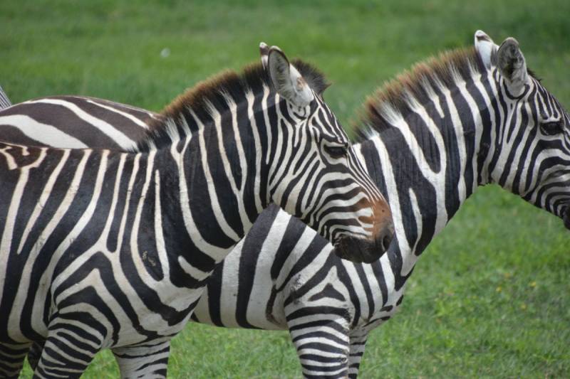 9 Days Tanzania Cultural Heritage Safari Tour