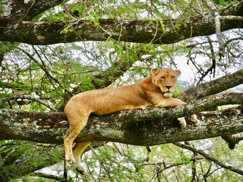 10 Days Luxury Africa Safari In Tanzania Tour