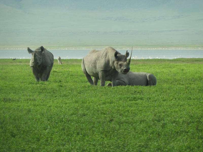 7 Days Magical Tanzania Luxury Safari Tour