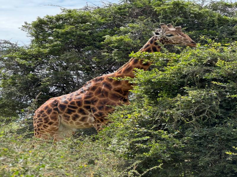10days and 9 Nights Kenya Itinerary