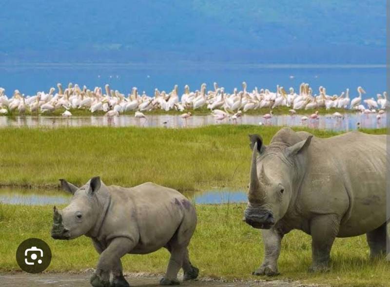 9 DAYS 8 NIGHTS  KENYA ITINERARY TREETOPS-NANYUKI-SAMBURU-NAKURU-MAASAI MARA-NAIROBI