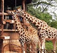 Day Trip to Nairobi National Park, Elephant Orphanage and Giraffe Center Image