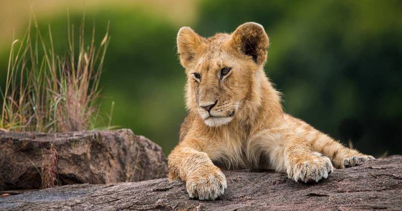 3 Days - 2 Nights Maasai Mara Tour Package Image