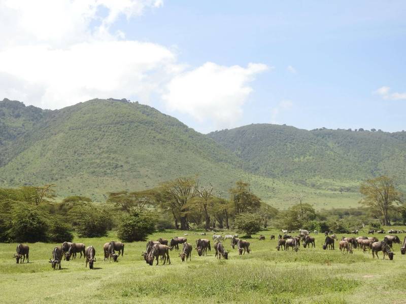 4-Day Group Tour To Serengeti - Ngorongoro