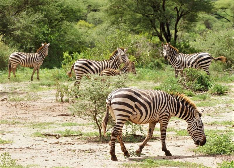 8 Days - 7 Nights Tanzania Wildlife Safaris Tour