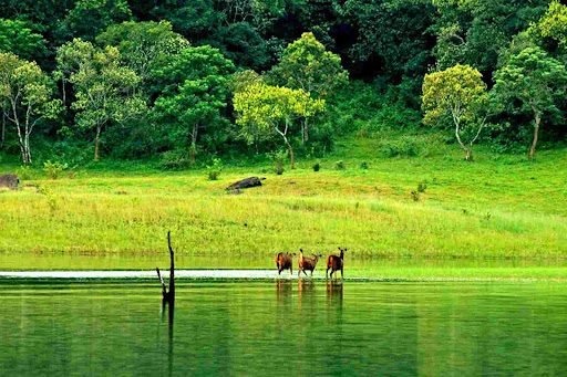 3 Night Munnar - Thekkady Tour Image