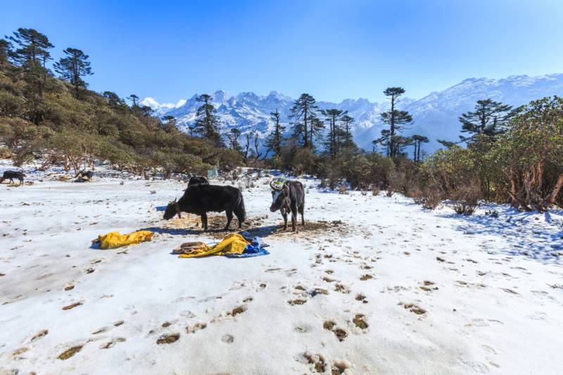 5 Days Gangtok - Pelling Tour Image